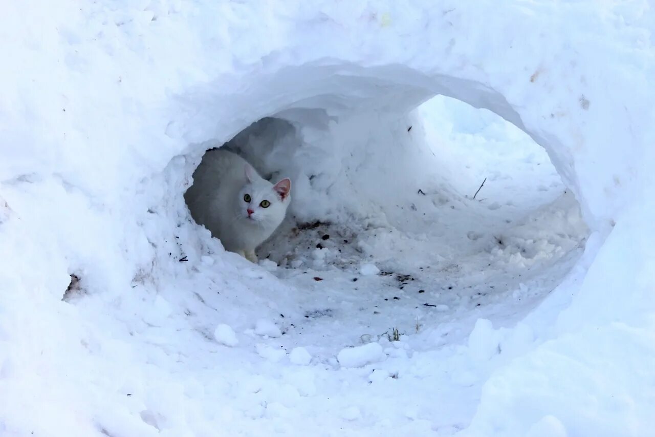 Замерзший сугроб. Кот в сугробе. замерзшие котята в снегу. белый кот на снегу. кошка на улице зимой.