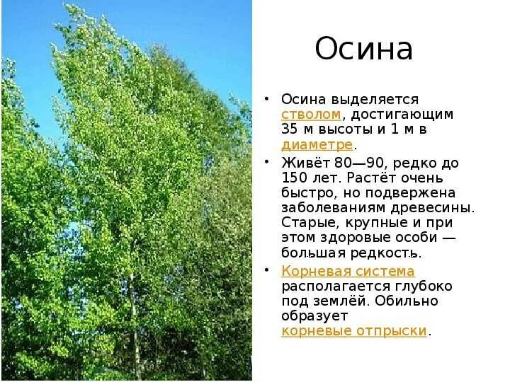 Корневая система осины. Осина дерево. Осина высота дерева. Осина презентация для детей. Осина в какой природной