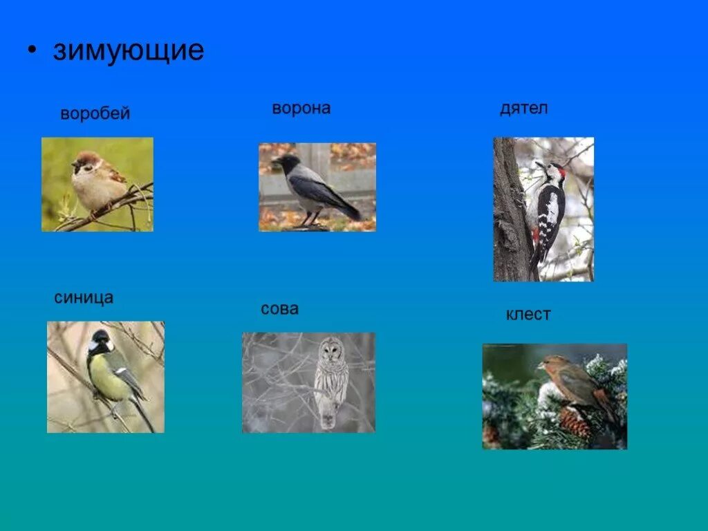 Зимующие или оседлые птицы. Перелетная птица или зимующая. Синица Перелетная птица или зимующая. Воробей зимующая птица или Перелетная
