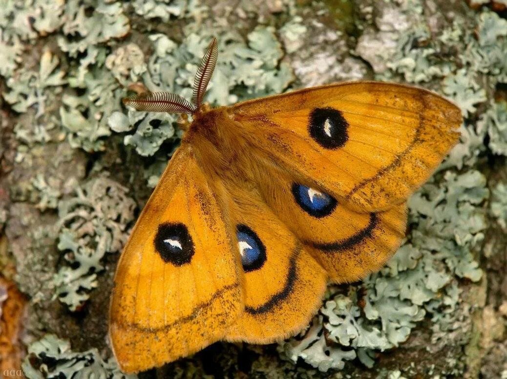 Павлиний глаз (бабочка). Бабочка Павлиноглазка. Ночной павлиний глаз бабочка. Бабочка большой ночной павлиний глаз.