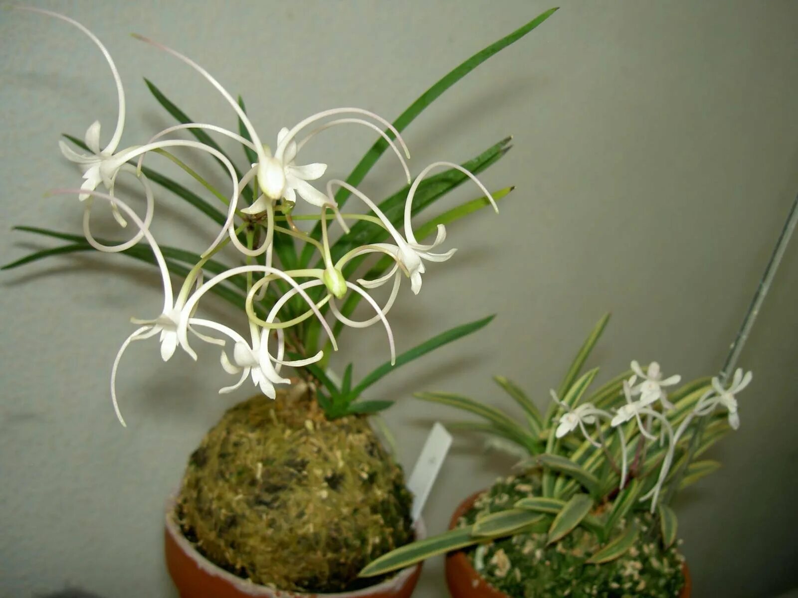 https://www.orchidsforum.com/attachments/neofinetia-falcata-shojyo-may-13-2012-j