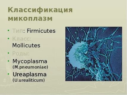 Таксономия микоплазм