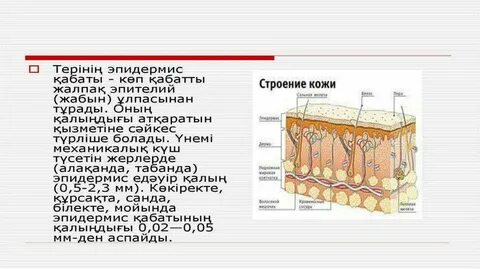 Толщина эпидермиса