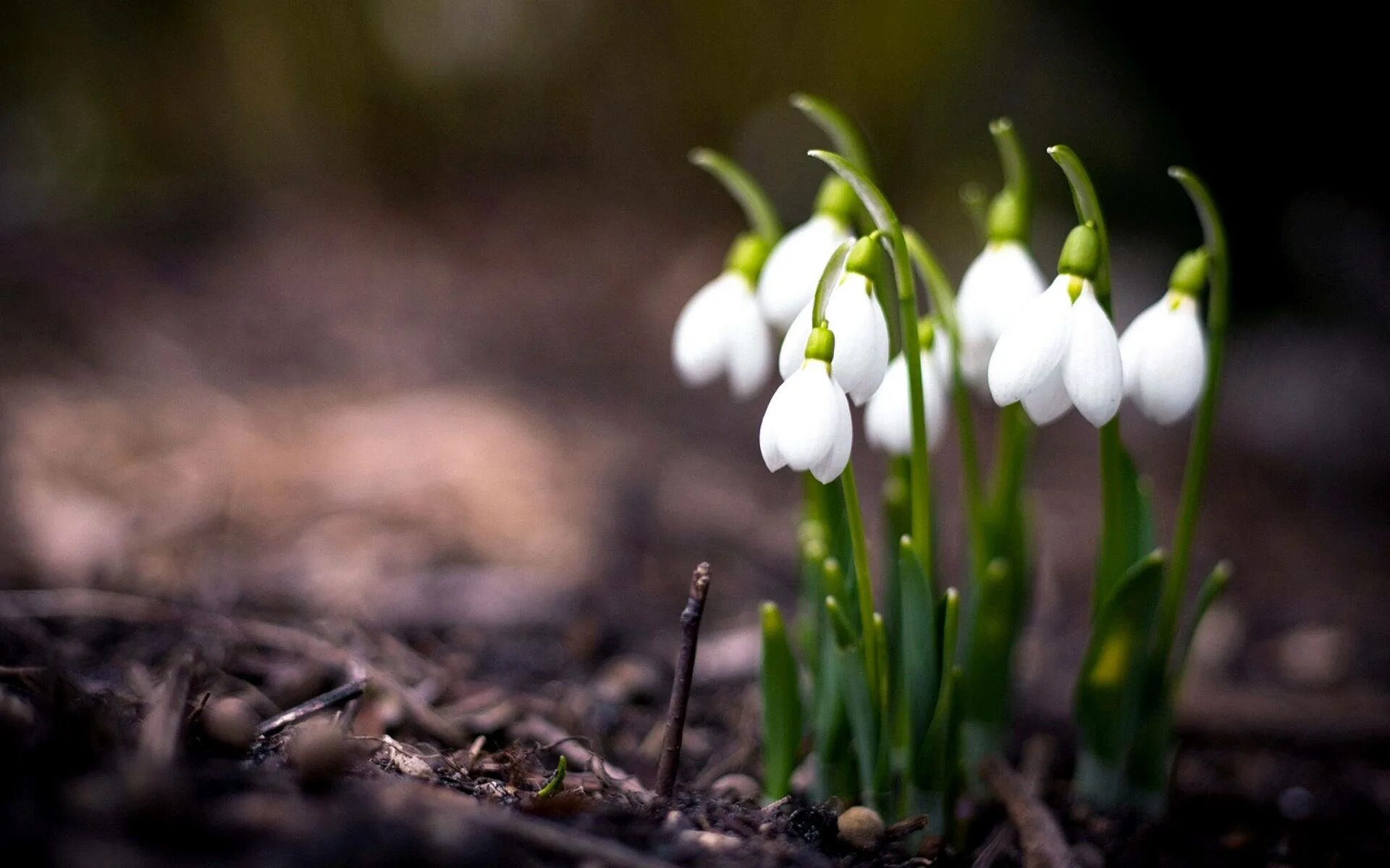 Белоцветник весенний и подснежники. Вес. Весенняя природа. Spring url