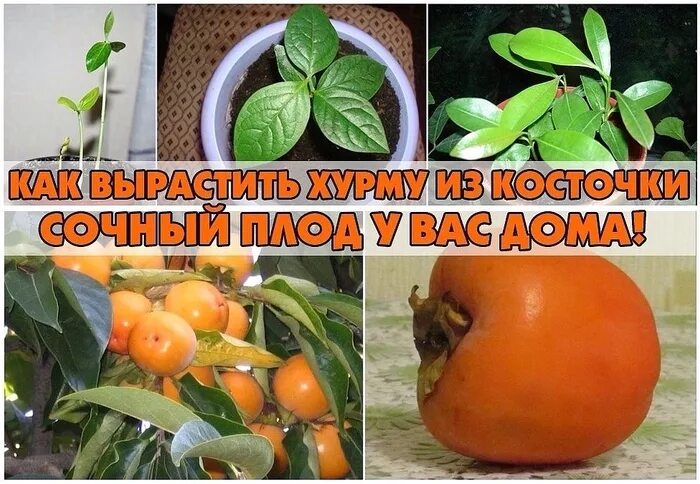 Хурма как вырастить в домашних условиях. Хурма из косточки в домашних. Что вырастет из косточки хурмы. Вырастить хурму из косточки в домашних. Хурма из косточки дома.