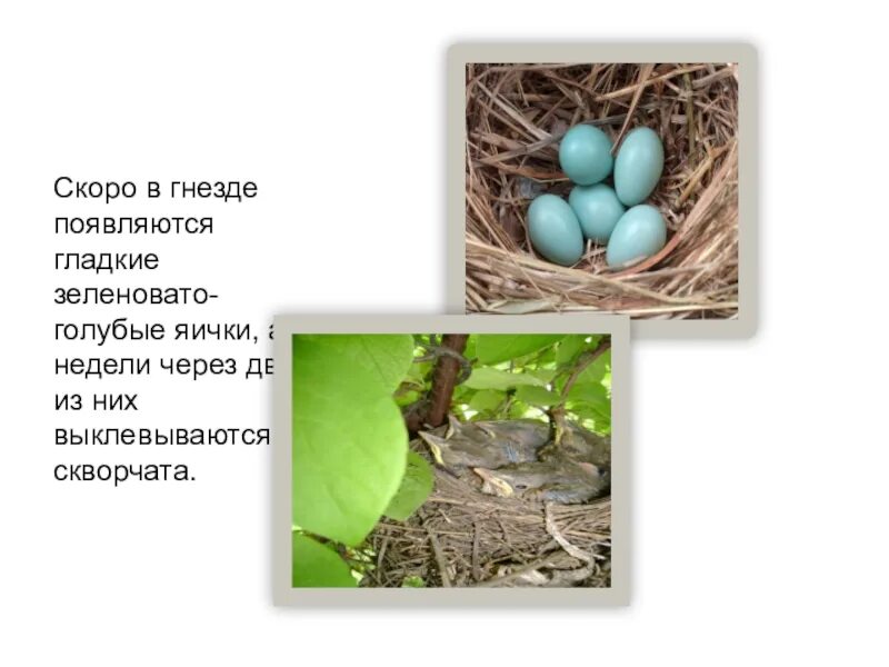 Доминант с голубым яйцом. Голубые яйца куриные. Доминант который несет голубые яйца. Маленькое голубое яйцо какой птицы.