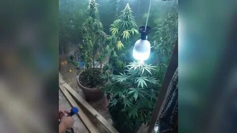 Растить в настоящем времени