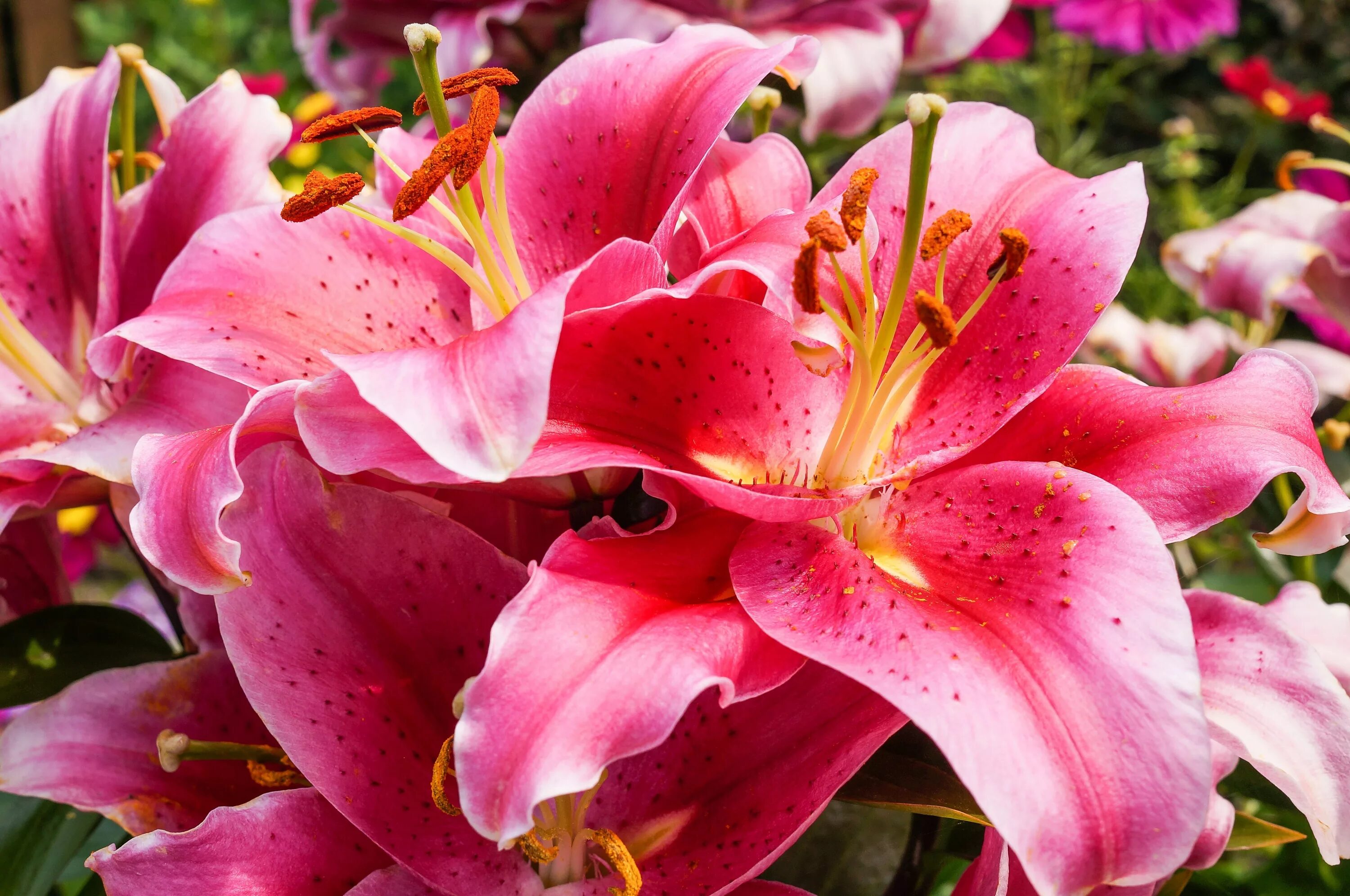 Lily picture