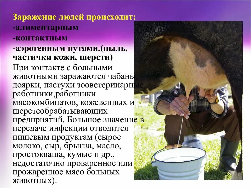 Бруцеллез симптомы у животных. Бруцеллез пути заражения. бруцеллез презентация. пути заражения бруцеллезом человека.