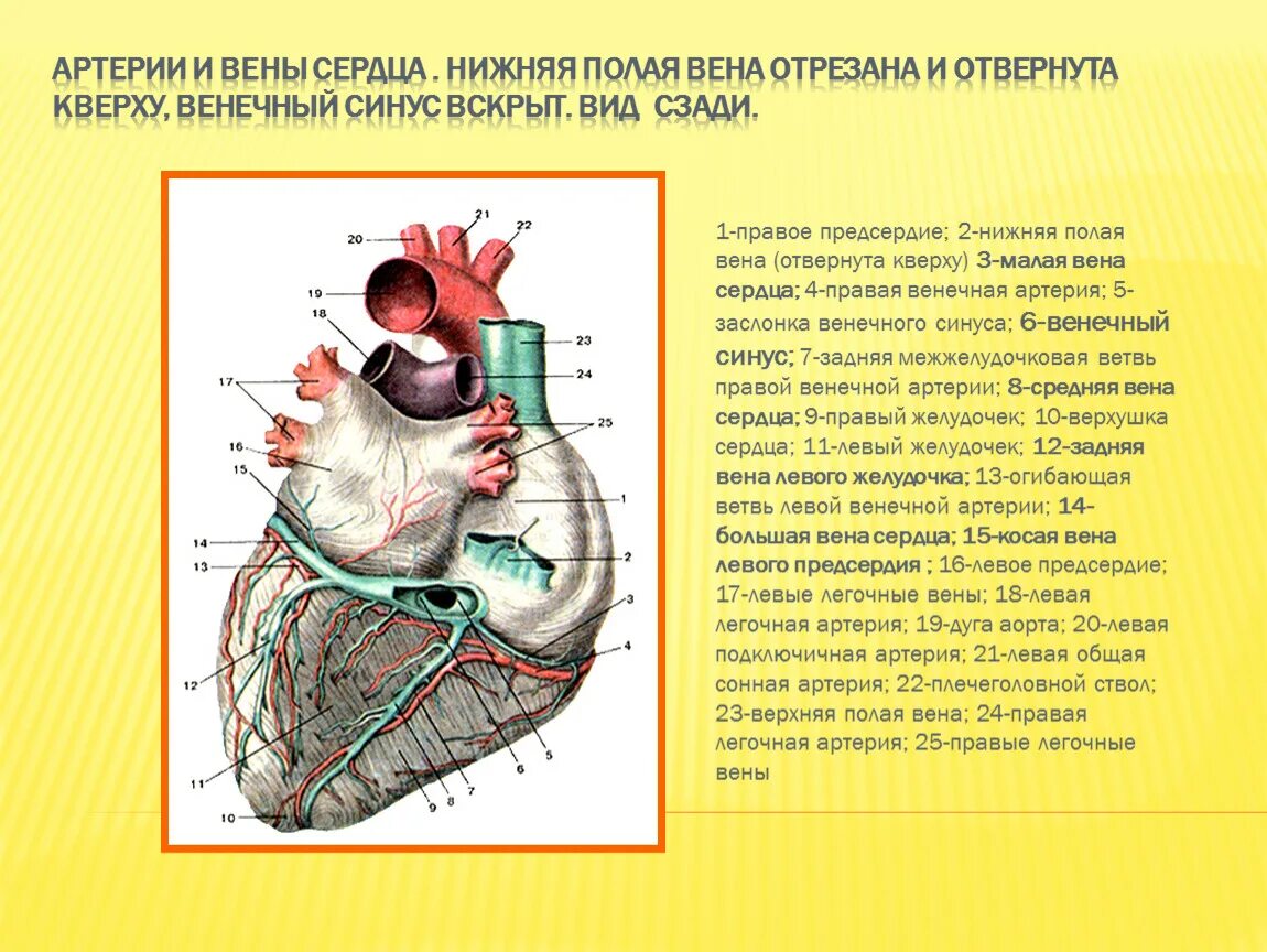 В правое предсердие открывается. Венечный синус сердца располагается. Венечный синус сердца впадает в. Вены сердца 3 системы система вен венечного синуса. Венечный синус сердца анатомия.