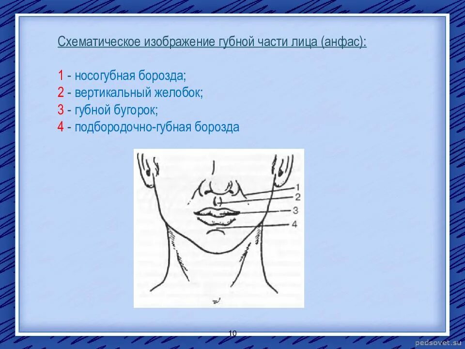 Красивые женские губы. Ямочка между носом и губой. Губной желобок анатомия. Женские губы. Губные борозды.