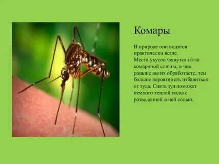 Комар класс