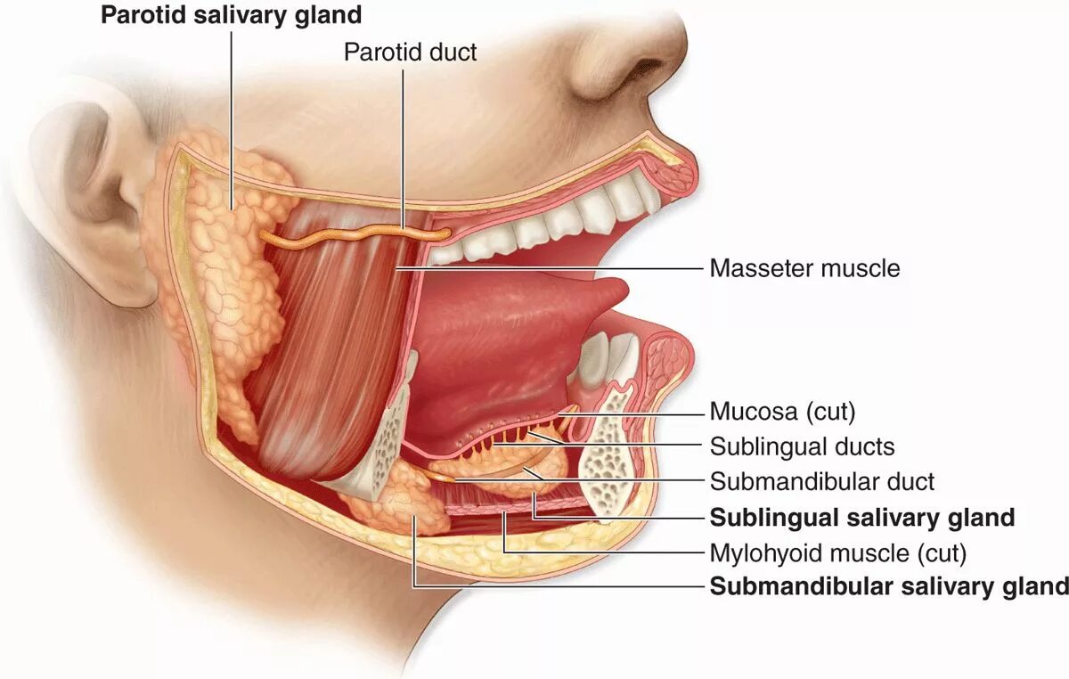 Слюновыделение во рту. Слюнные железы анатомия. Подъязычная слюнная железа анатомия. Подчелюстная слюнная железа анатомия. Ротовая полость анатомия слюнные железы.