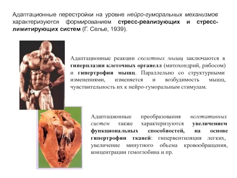 Наибольшая гипертрофия мышц наблюдается при нагрузках. Гипертрофия мышц. гипертрофия скелетных мышц. механизм гипертрофии мышц. гипертрофия скелетной мускулатуры.