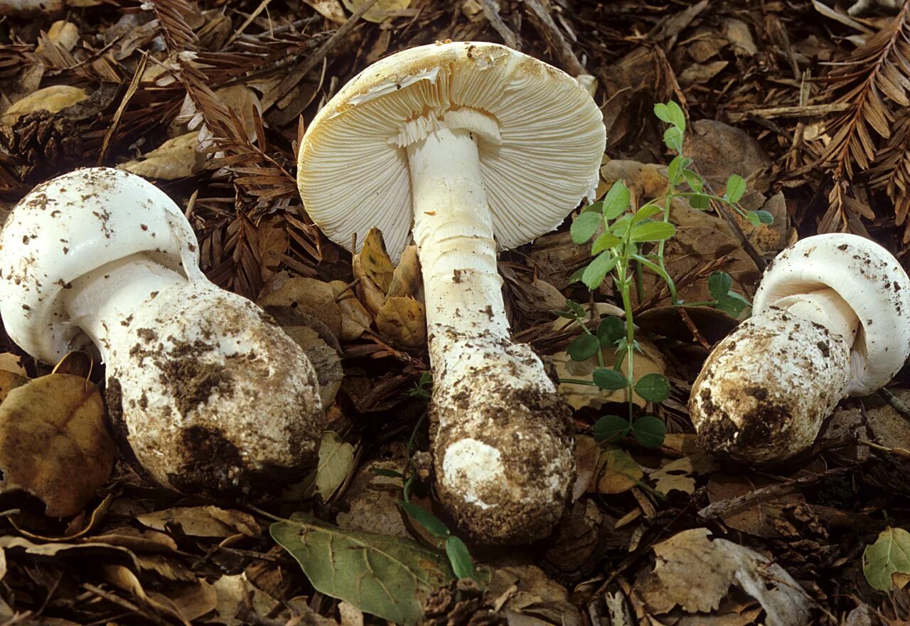 Как называется гриб вызвавший глобальную пандемию. Аманита гриб. amanita ocreata ядовитые грибы. бледная поганка гриб. мухомор ocreata.