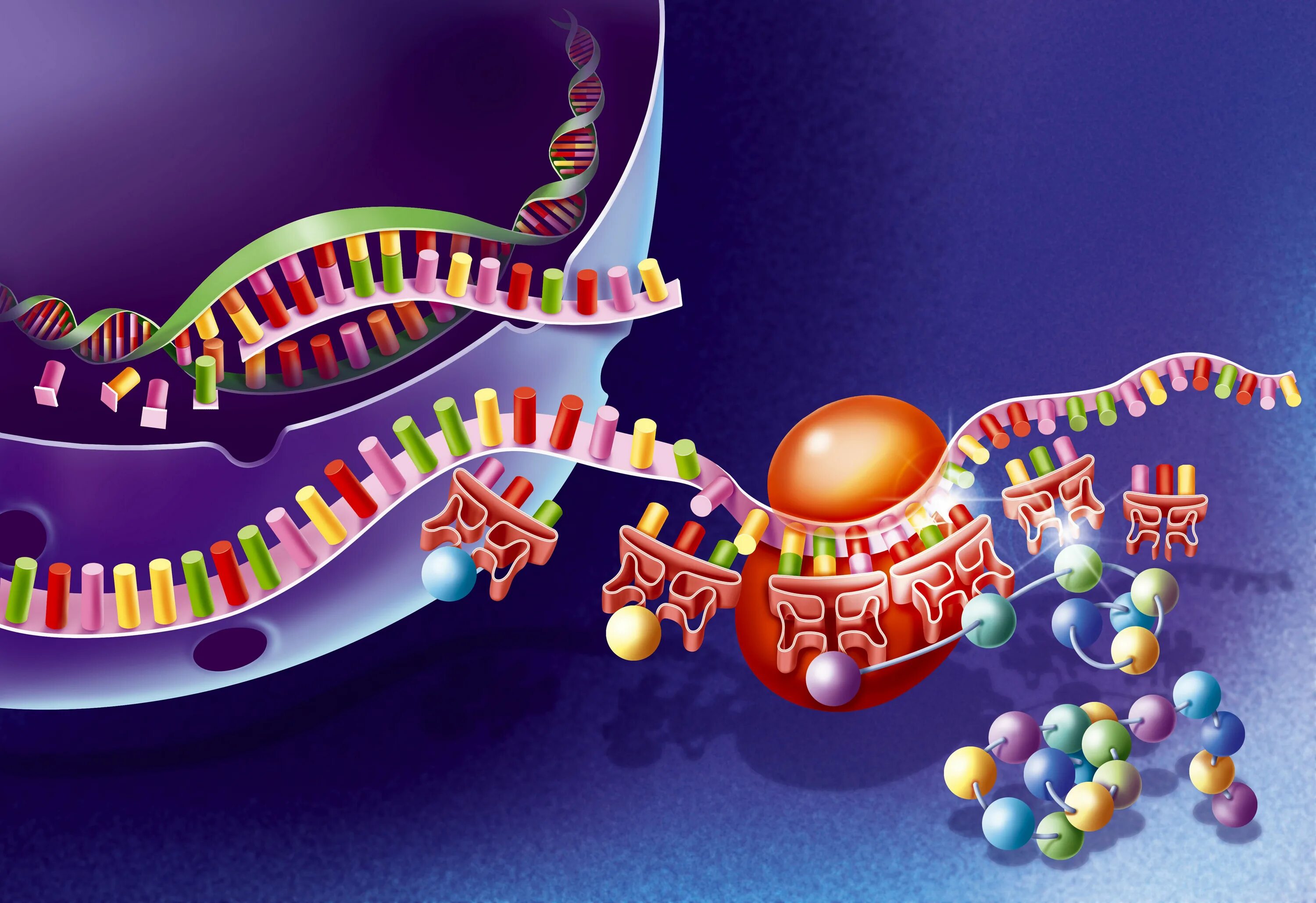 Синтез белка ДНК МРНК. Белковая рнк