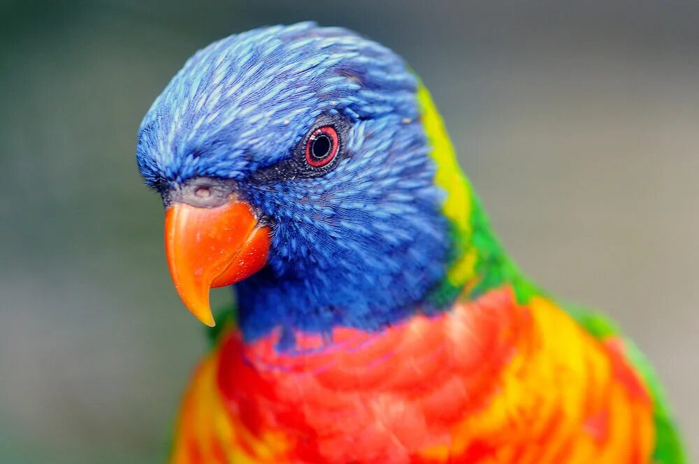 Большой цветной попугай. Яркий попугай. Разноцветный попугай. Попугаи яркие разноцветные. Цветастый попугай.