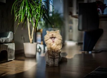 Кошка дом 1