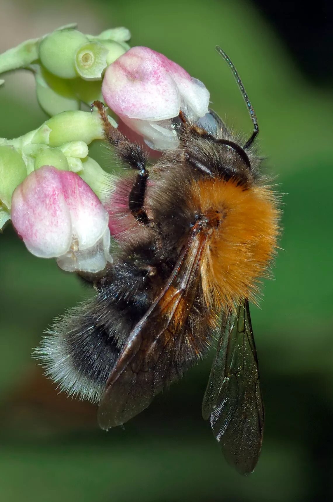 Как называется шмель. Шмель bombus. bombus hypnorum. bombus bombus. шмель шренка – bombus schrencki.
