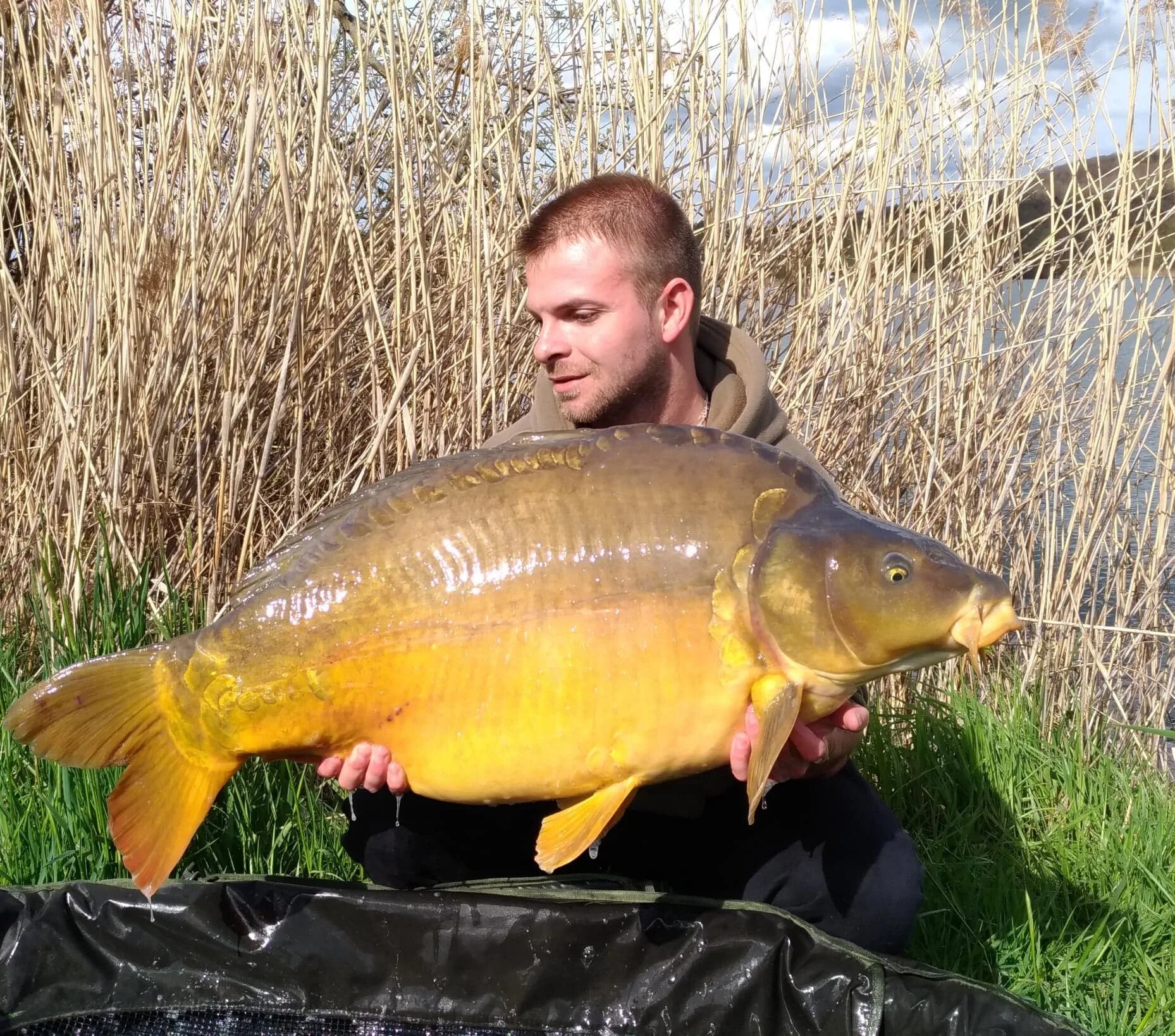 рыба похожая на карпа. карп рыба костлявая?. карп виды фото. рыба типа карпа. карп рыба разновидности.