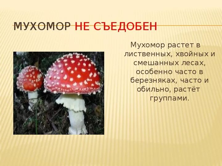 Съедобные грибы и несъедобные грибы 2 класс. Съедобные грибы и несъедобные грибы 2 класс окружающий мир. Несъедобные грибы 2 класс. Несъедобные грибы для человека 2 класс. Тема опасные грибы