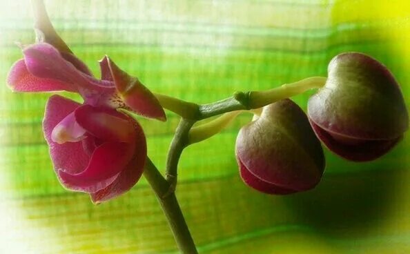 Бутоны орхидеи фото File:Phalaenopsis cultivar  Wikimedia Commons