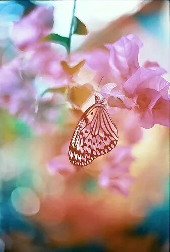 White butterfly on flower..... - Pixdaus Butterfly on flower, Flower desktop wal