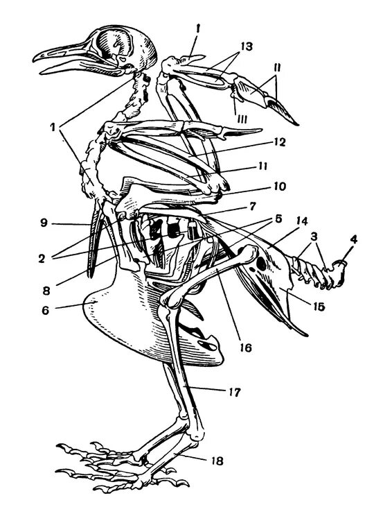 Строение скелета сизого голубя. Скелетное строение голубя. Скелет сизого голубя биология 7. Скелет сизого голубя 154. Вырост грудины киль