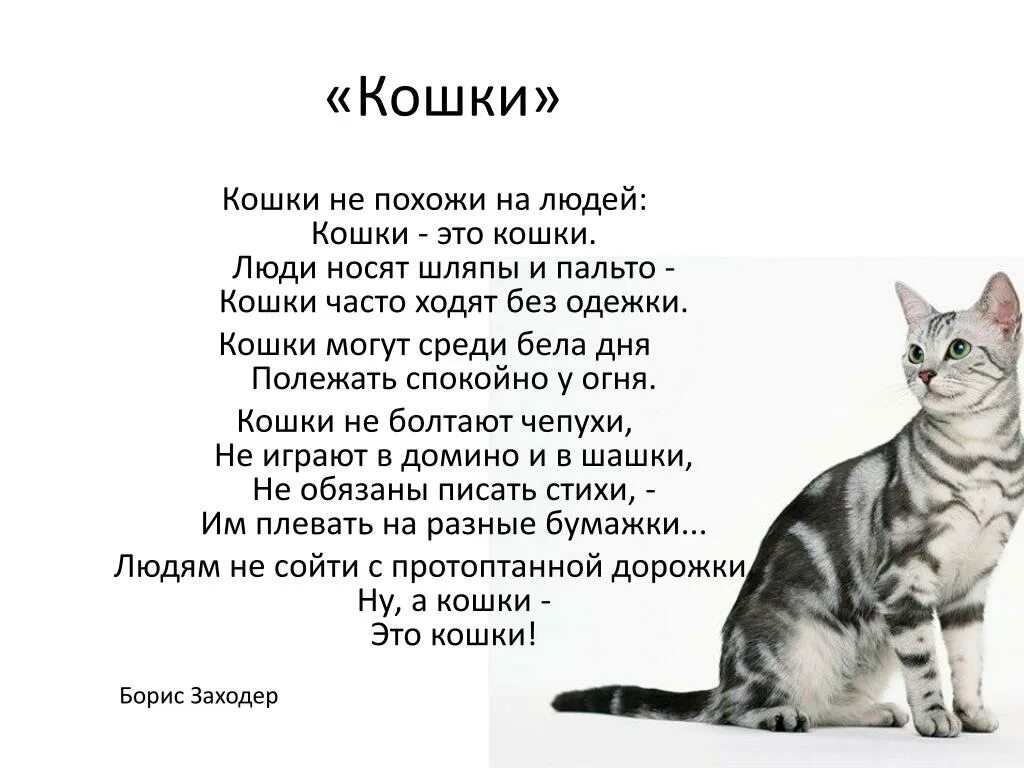 Едва ли какой либо обитатель. Стих про кошку. Стих про кошечку. Стих про кошку для детей. Стихи о котах.