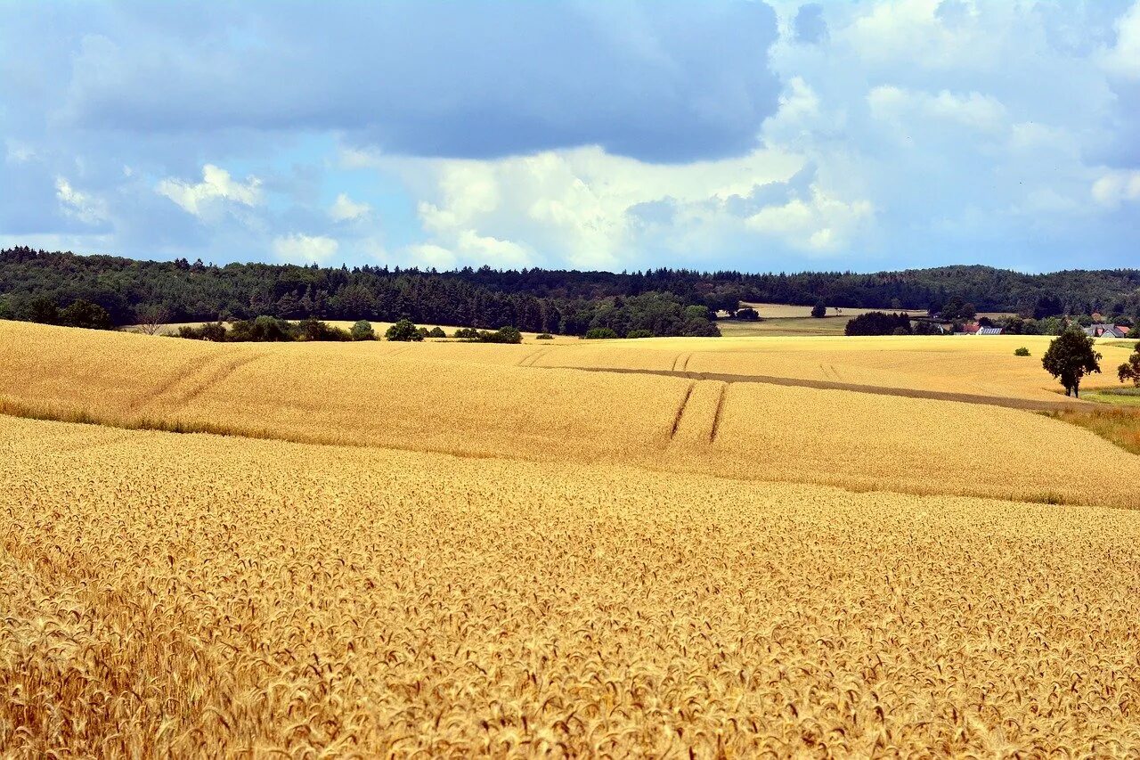 Поля Германии Мёглин. Поле зерна. Земельные ресурсы Германии. Нива поле.