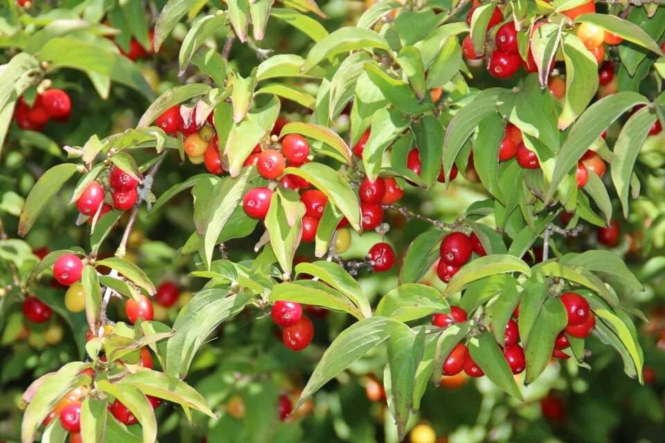 Кизил сорт владимирский. Кизил дерево. Кизил куст. Кизил дерево. Кизил кустарник.