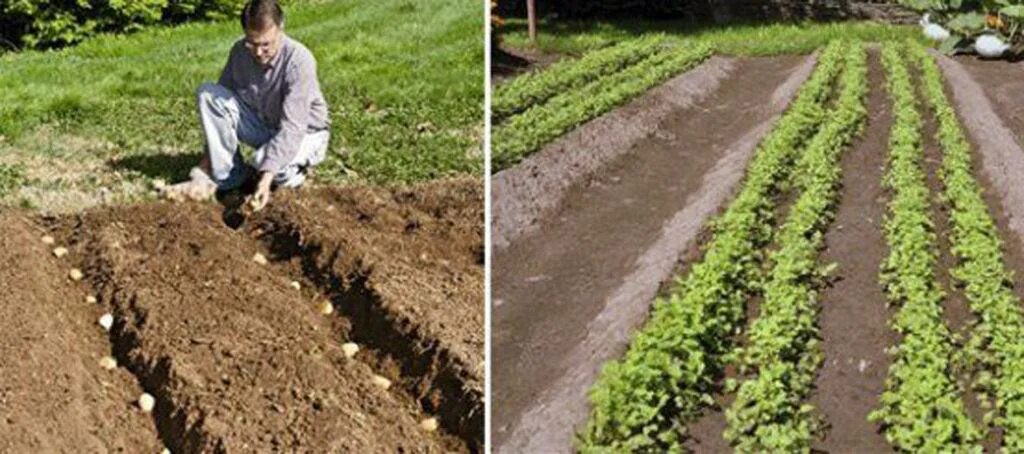 Как сажать картошку весной в открытый грунт. Посадка картофеля методом Митлайдера. Окучивание картофеля методом Митлайдера. Метод посадки картофеля по Митлайдеру. Метод Миттлайдера технология посадки картофеля.