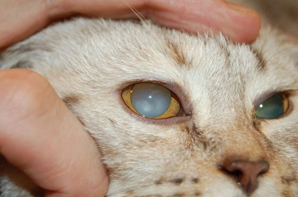 У кошки гноятся глаза какие капли. Помутнение роговицы у кошки.