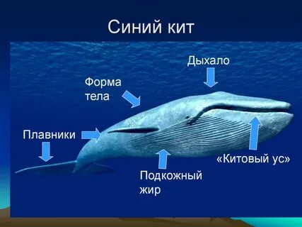 На сколько киты задерживают дыхание