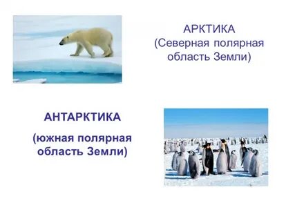 арктика и антарктика в чем разница