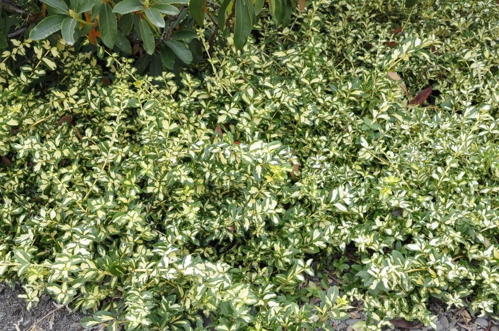 Бересклет как зимует. Бересклет форчуна (euonymus fortunei). бересклет форчуна sunspot. бересклет форчуна интерболви. бересклет форчуна аргентеовариегата.
