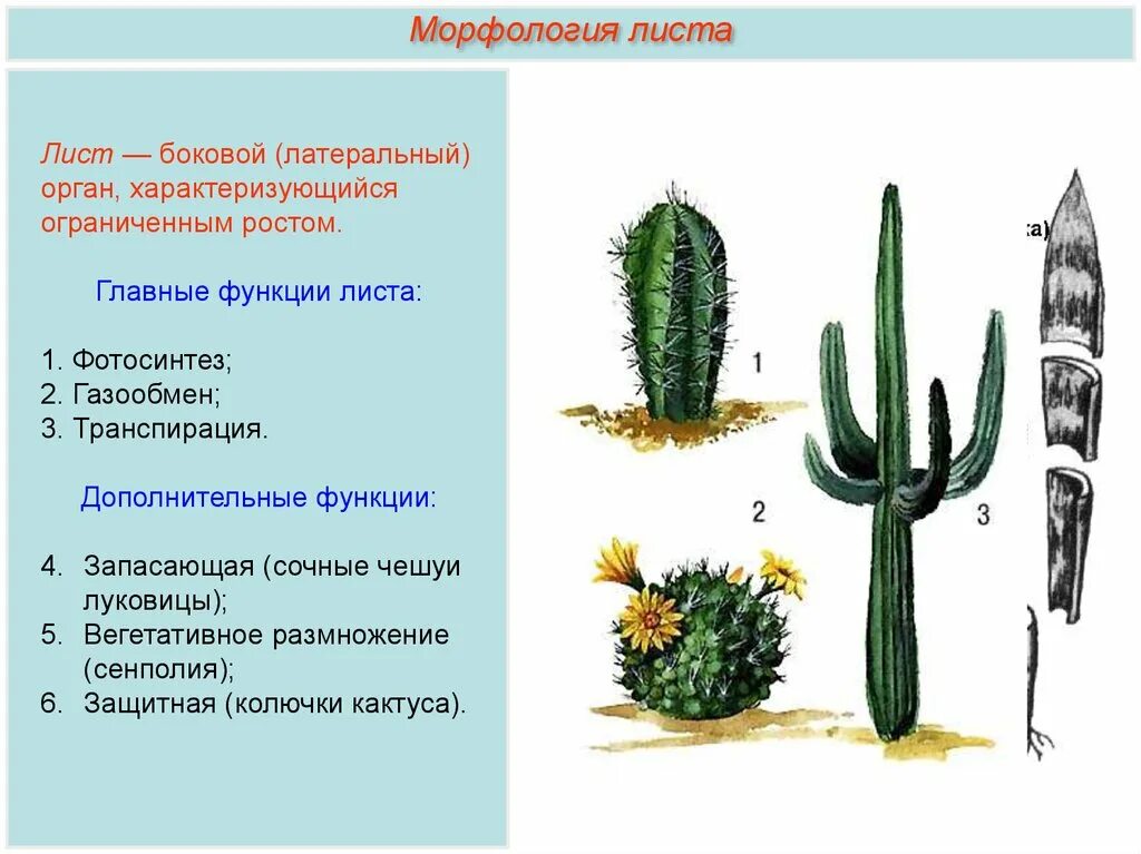 Внешнее строение кактуса. Лист функции и морфология. морфология растений. строение кактуса. внутреннее строение кактуса.
