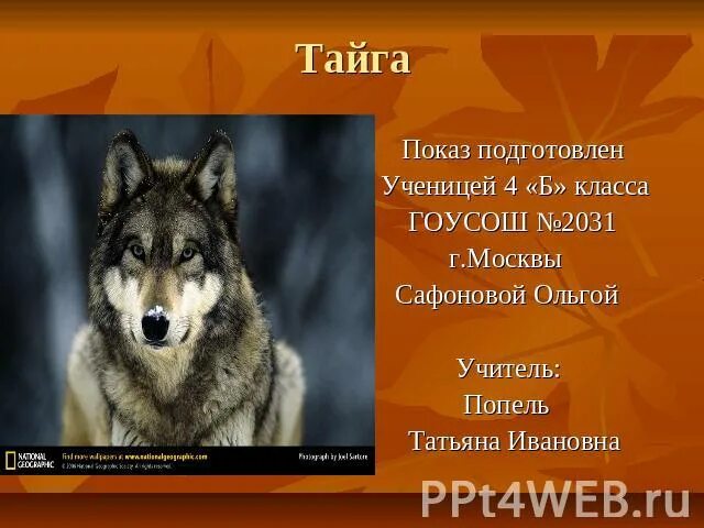 Тайга сообщение 4 класс по окружающему миру. Тайга презентация. природная зона тайга презентация. тайга презентация 4 класс. тайга презентация 4 класс окружающий мир.