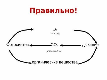 Свободный кислород при фотосинтезе выделяется при расщеплении