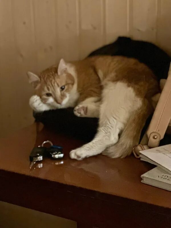 друзья кота коржика