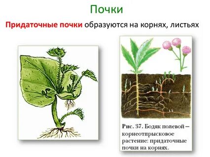 Придаточные почки рисунок
