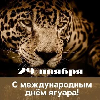 Всемирный день ягуара