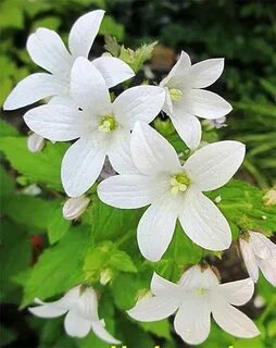 White bell