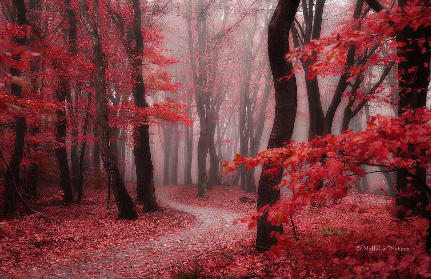 Красный лес участок. Багровый лес. Красный лес. Красный лес арт. Бордовый лес.