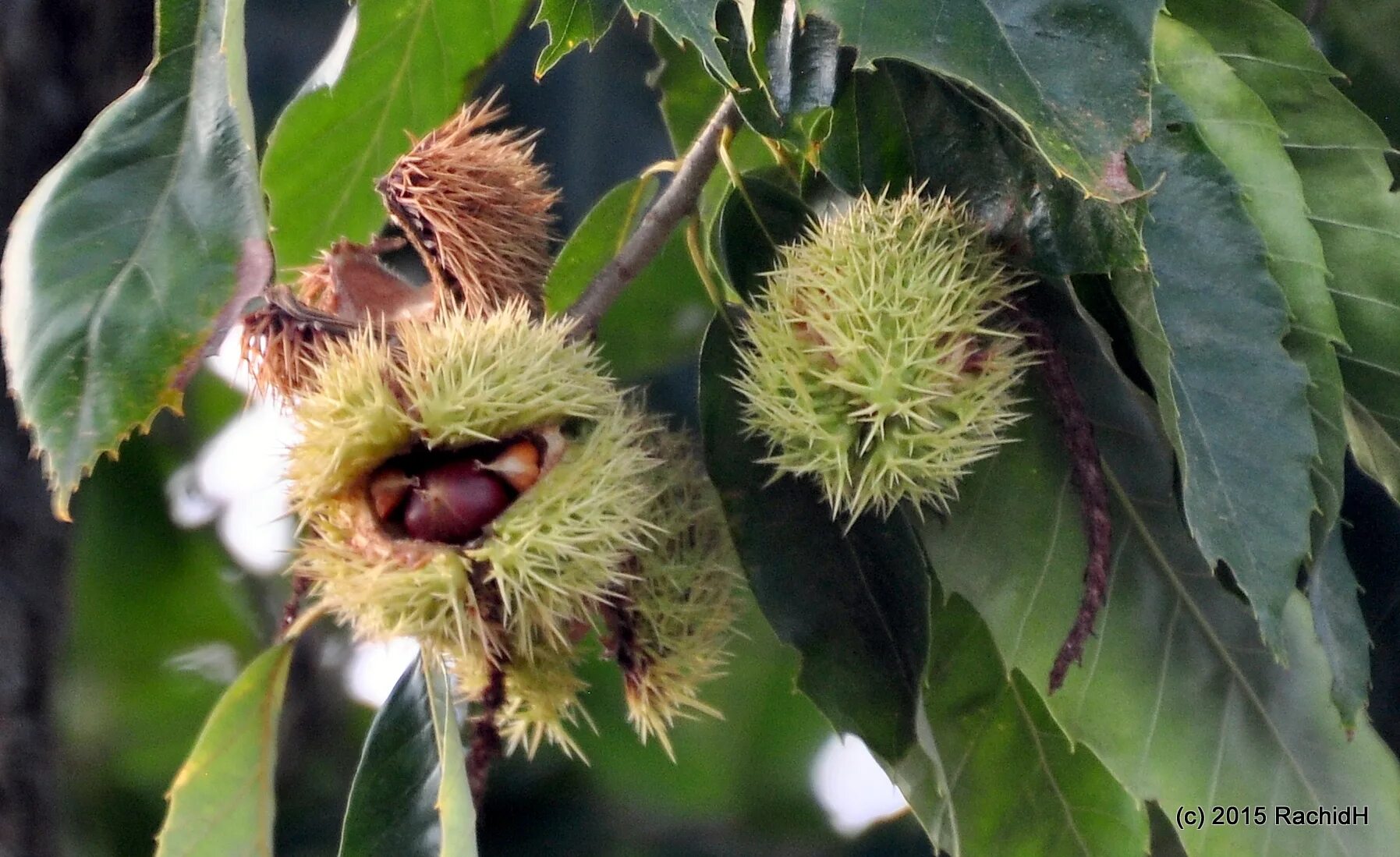 Каштан конский (aesculus hippocastanum). Карликовый каштан описание. Каштан съедобный дерево. Карликовый каштан описание. Карликовый каштан деревья.
