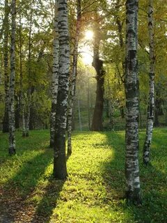 В березовых солнечных рощах