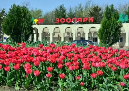 Цветы шымкент