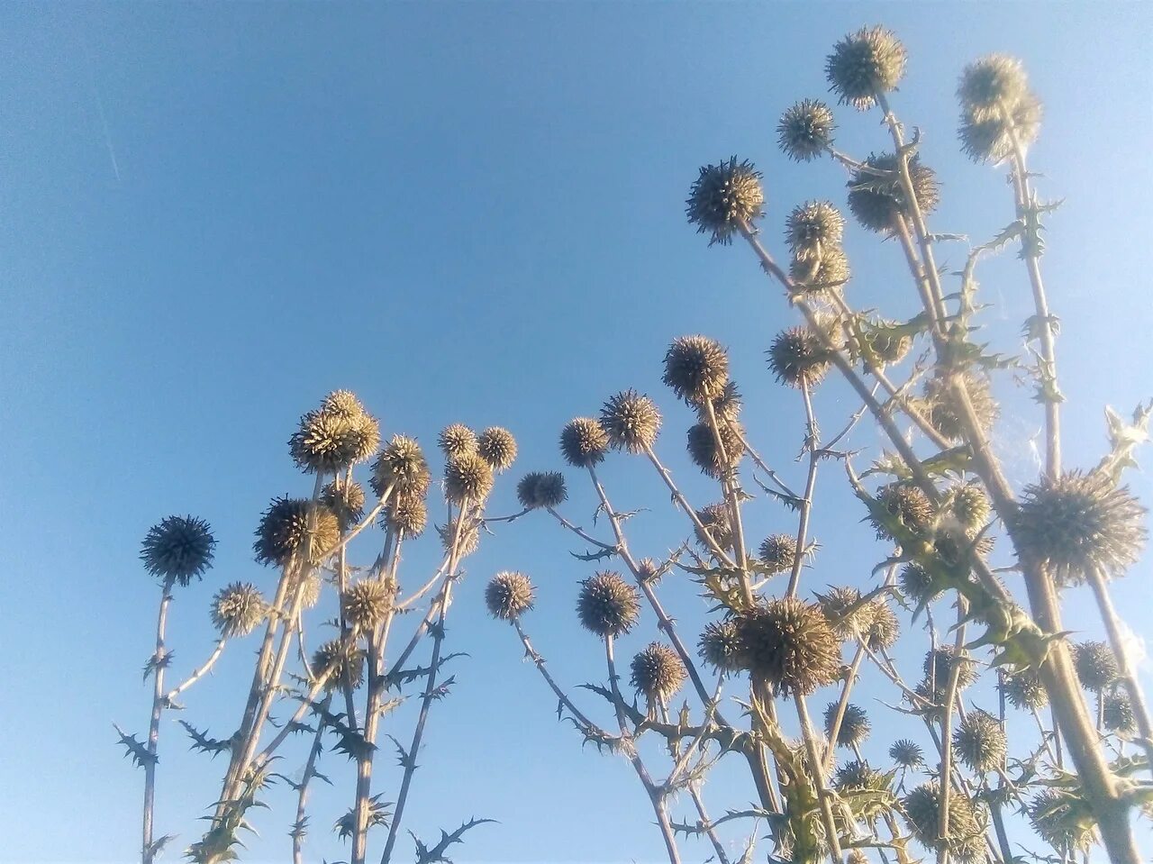 верблюжья колючка. питательная колючка растущая в пустыне 9 букв. бодяк полевой. янтак верблюжья колючка. растения пустыни верблюжья колючка.