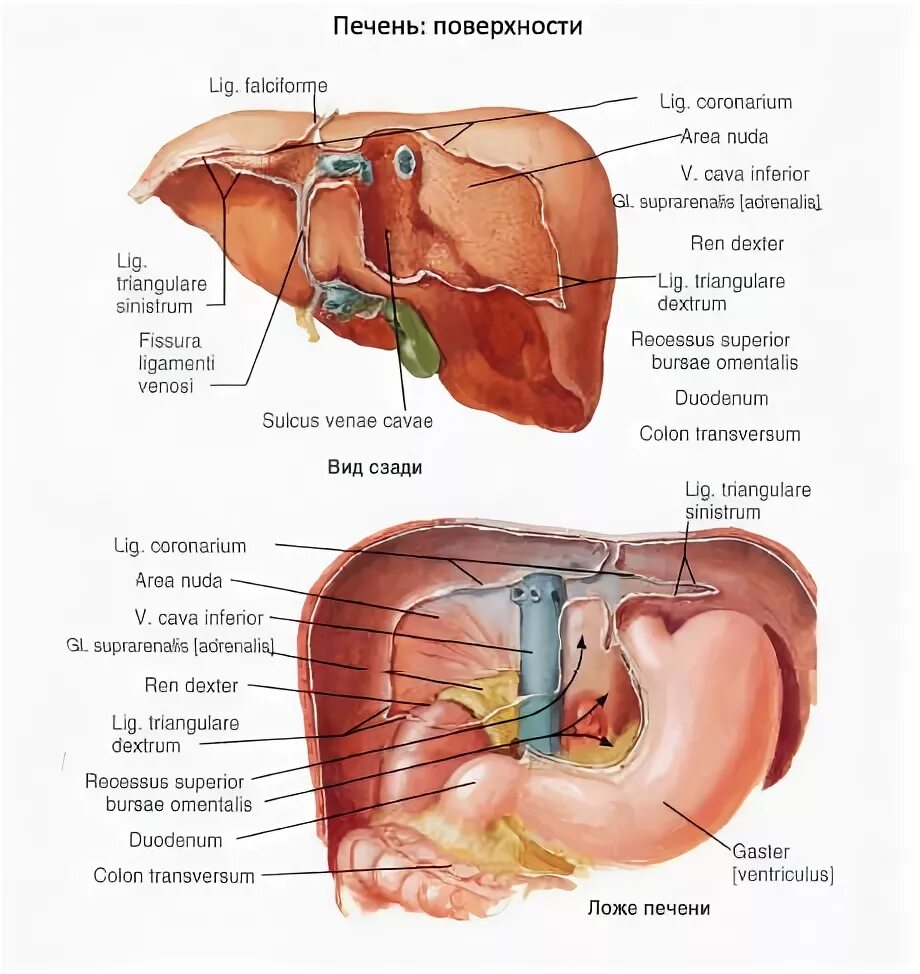 Край печени острый. Печень слева или справа у человека анатомия. Печень анатомия справа.