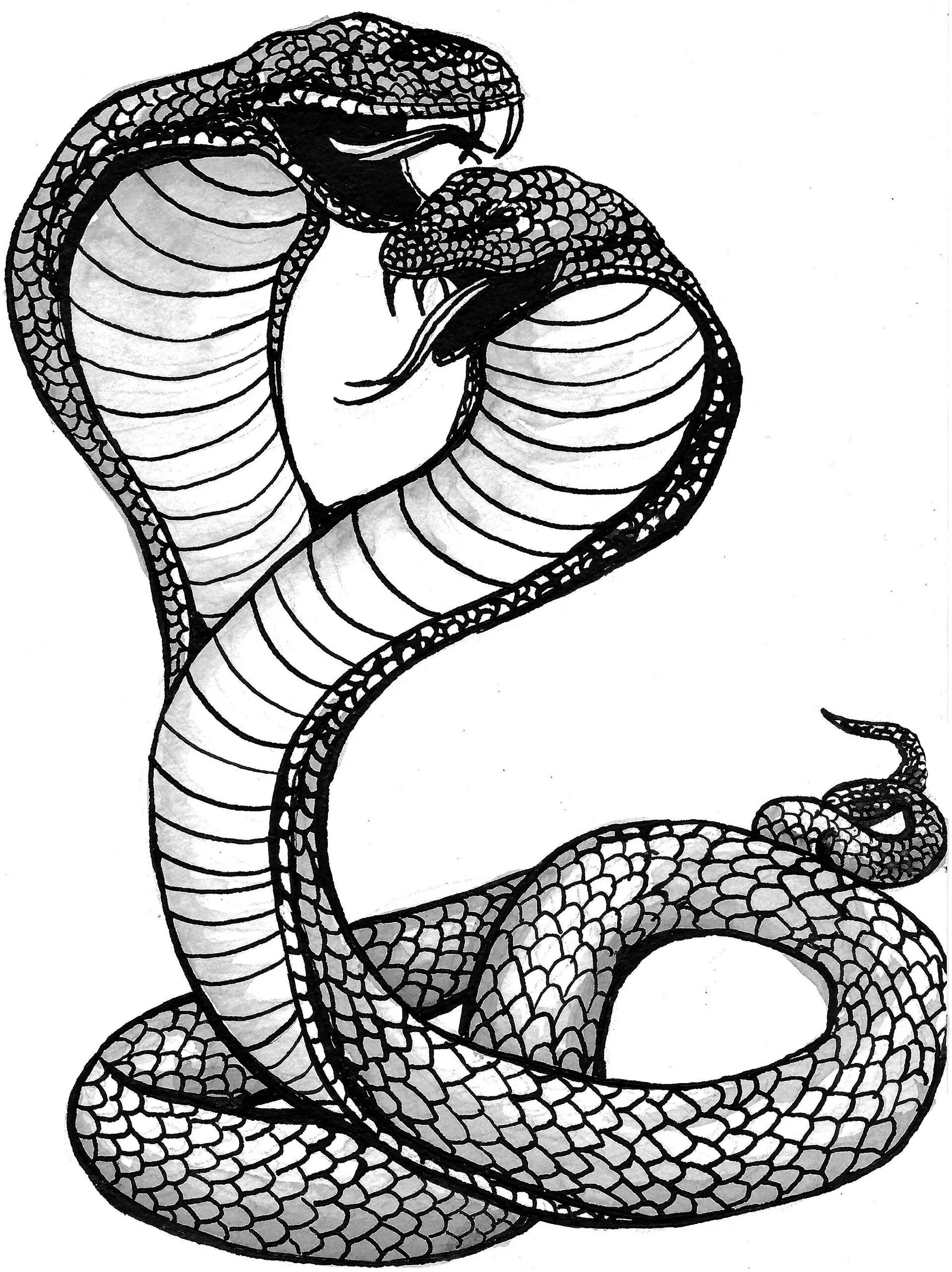 Змея эскиз. Королевская Кобра Нагайна. Рисунок змеи. Эскиз змеи. Эскизы тату змей.